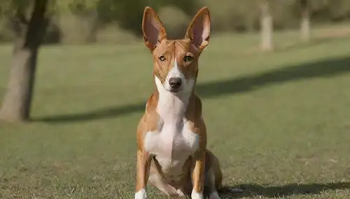 Un hermoso perro Podenco Andaluz con un abrigo suave