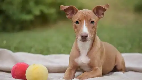 cachorro de 3 meses de edad, raza Podenco Andaluz, cara linda y juguetona, piel marrón suave, orejas floppy, cola corta, sentado en una manta o hierba, rodeado de juguetes, posiblemente con un juguete en la boca, luz natural cálida, ambiente suave
