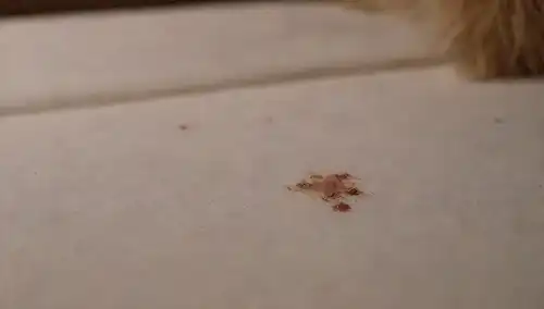 Una foto de cerca de un pelaje de perros con pulgas saltando