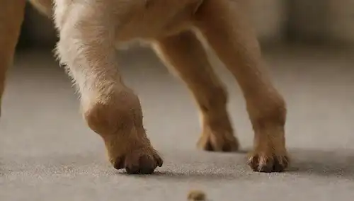 Un saco de perros con pulgas saltando, una pata con marcas de arañazo, una oreja con una pulga escondida detrás de ella, una cola con una pulga al final, un cierre de una picadura de pulga o irritación de la piel