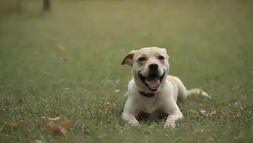 Un perro acostado sobre una superficie pastosa con pulgas saltando alrededor de ella, algunos arrastrándose sobre su pelaje, otros saltando en el aire, entre hojas y ramitas