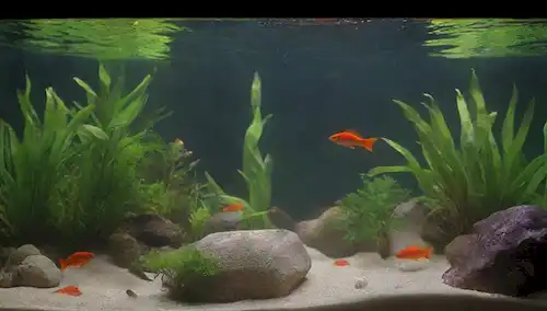Pequeños peces de colores brillantes nadando en un acuario poco profundo y de agua tibia con plantas acuáticas exuberantes, paredes de vidrio claras y un sustrato arenoso o gravilla; un fondo tranquilo y sereno con luz suave y natural; algunas decoraciones artificiales como rocas o madera de deriva agregan interés visual; los peces aparecen sano y activo