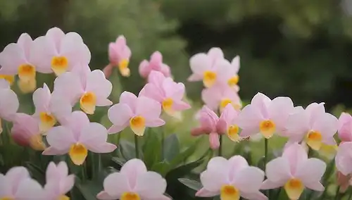 3-4 plantas de flores en un entorno de jardín con colores vibrantes, flores rosas de Azaleas, pétalos blancos y amarillos de Narcisos, hojas en forma de corazón de Cyclamens con flores rosas delicadas, enfoque suave, fondo borroso, luz solar cálida