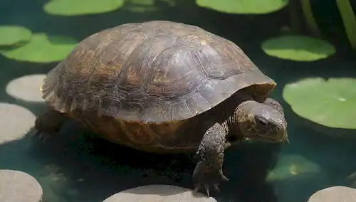 Tortoise acuática nadando en una piscina tranquila y clara con almohadillas y plantas acuáticas, rodeada de piedras y guijarros, con algunas ondas de agua y suaves filtros de luz solar a través de la superficie