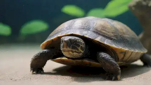 Una cáscara de tortuga con una fracción abierta, comparando una extremidad de tortugas terrestres y acuáticas, disparo de cerca, modelo de escala, ilustración del sistema esquelético, marcas coloridas, características distintivas, efecto de onda de agua en el fondo, ambiente sereno, textura detallada