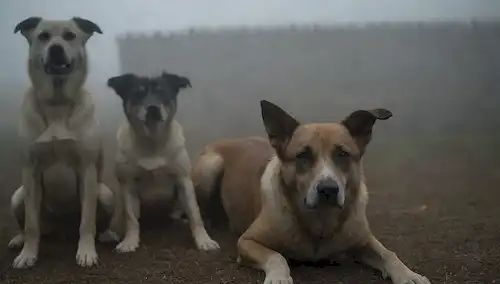 Un fondo oscuro de la perrera, perros con nariz esponjosa y respiración laborada, unos pocos sentados en las patas traseras con patas a cara, otros se acurrucaron en angustia, una bruma débil o niebla alrededor de ellos, enfatizando su malestar