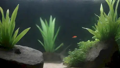 Una bomba de agua, rodeada de plantas de acuario, un pez nadando cerca de la superficie, burbujas suaves que suben de la salida de las bombas, una profundidad de agua poco profunda, una piedra natural o fondo de roca, la luz del sol filtrando a través de la superficie de aguas